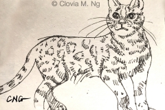 Bengal Cat Bengal Cat